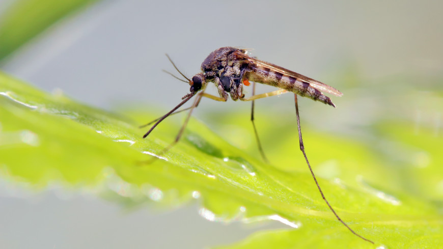 Способы защиты от комаров
